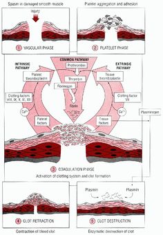 the diagram shows different stages of hair growth