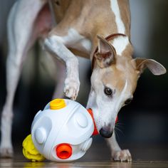 a dog playing with a toy on the floor