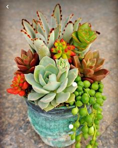 an arrangement of succulents and other plants in a vase on the ground