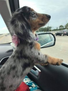 a small dog sitting on the dashboard of a car