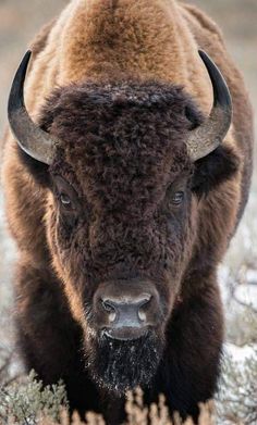 an adult bison with large horns standing in the snow