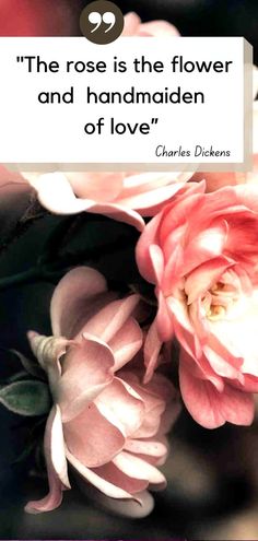 a pink flower with a quote from charles dickens about the rose is the flower and the