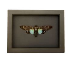 a moth in a shadow box on a white background with black frame and light blue wings