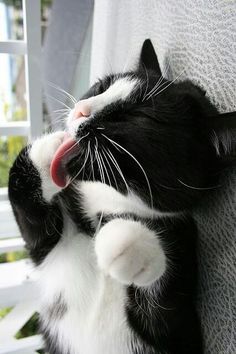 Hmmmm I taste pretty good! Tuxie Cats, Black Violin, Tuxedo Kitten, Tuxedo Cats, Black And White Cat, Tuxedos