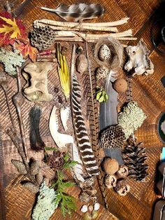 Curiosity Box, Goblincore Aesthetic, Sensory Exploration, Real Nature, Vulture Culture, Natural Curiosities, Goblin Core, Animal Bones, Charlotte Mason