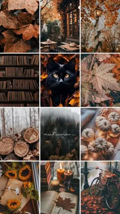 a collage of photos with autumn leaves, pumpkins, books and a cat