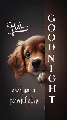 a brown and white dog peeking out from behind a sign that says goodnight, wish you a peaceful sleep