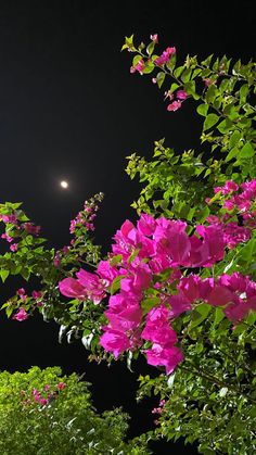 pink flowers are blooming on the trees at night with a moon in the background