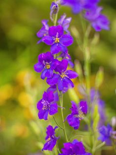 purple flowers are blooming in the garden