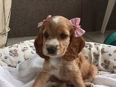 a puppy sitting on top of a bed with a remote control in its paws and wearing a pink bow