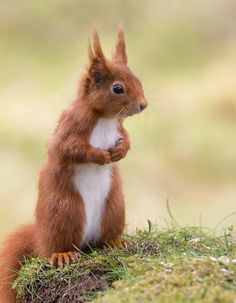 a red squirrel standing on its hind legs