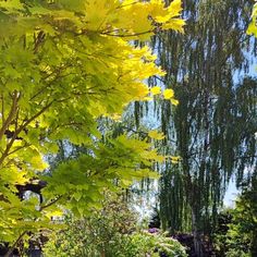 a bench sitting in the middle of a garden next to tall green trees and bushes