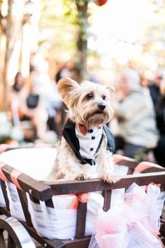 a small dog sitting in the back of a wooden wagon filled with white and pink tulle