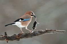 a bird standing on top of a tree branch with another bird in it's mouth