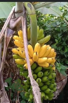 bunches of bananas hanging from a tree in a forest area with lots of green leaves