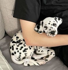 a man holding a dalmatian dog on his arm while sitting on a couch