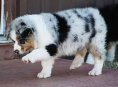 a black and white dog standing next to a door