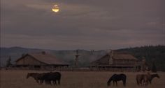 horses graze in an open field at dusk