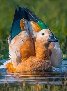 two ducks are in the water with their wings spread out and one has its head on another's back