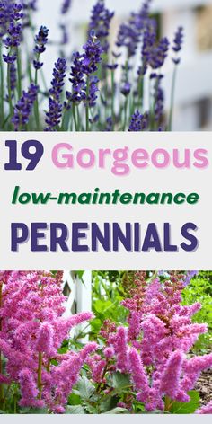 purple flowers with the words 19 gorgeous low maintenance perennials in front of them and overlaid