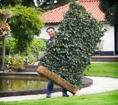 a man carrying a large tree in his back yard