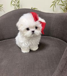 a small white dog with a red bow on its head sitting on a gray couch