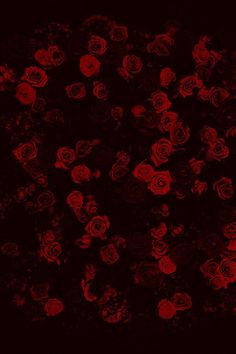 a bunch of red roses on a black background