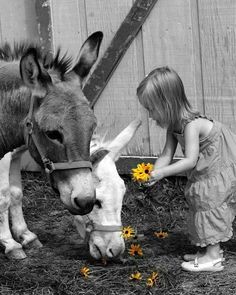 Mini Donkey, Color Splash Photography, A Donkey, Negroni, Mellow Yellow, Animals Friends, Animals For Kids, Farm Animals, Animals And Pets