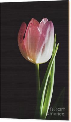 two pink tulips in the dark wood print