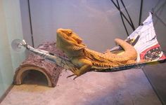 a lizard that is laying down on a piece of paper