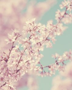 some white flowers on a tree branch with blue sky in the background