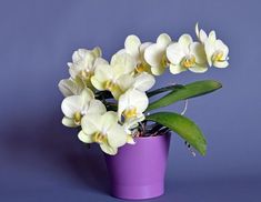 white orchids in a purple vase on a blue background with green leaves and water droplets