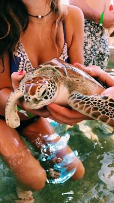 a woman holding a baby turtle in the water