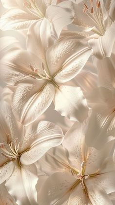 some white flowers are in the middle of a photo with light colored petals on them