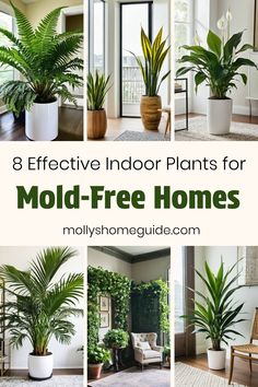 some houseplants and plants are featured in this collage with the words 8 effective indoor plants for mold - free homes