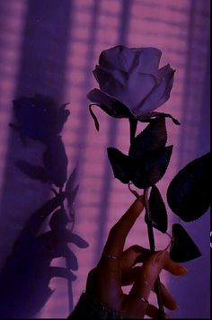 a person holding up a white rose in front of a purple wall with shadows on it