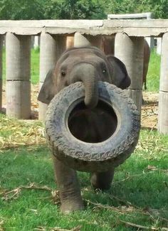 an elephant is holding a tire in its mouth while walking through the grass with it's trunk