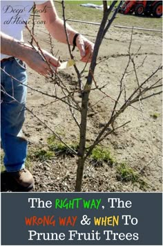 the right way, the wrong way and when to prune fruit trees