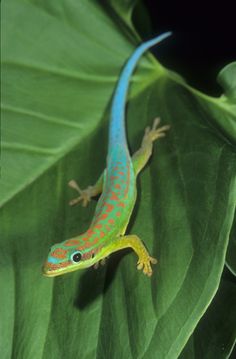 a lizard is sitting on top of a green leaf