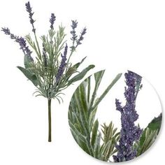 two different types of lavender flowers on a white background