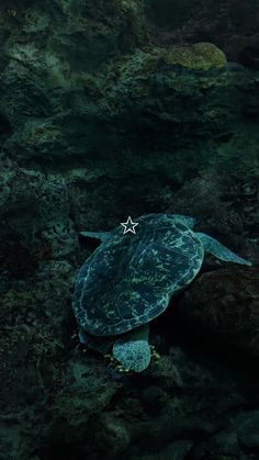 a green sea turtle swimming in the ocean