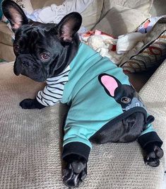 a small black dog wearing a shirt with an ear on it's head sitting on a couch