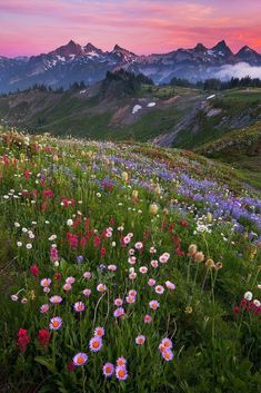 a field full of wildflowers with mountains in the background at sunset or dawn