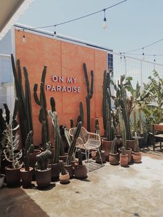 there are many cacti that are on the patio