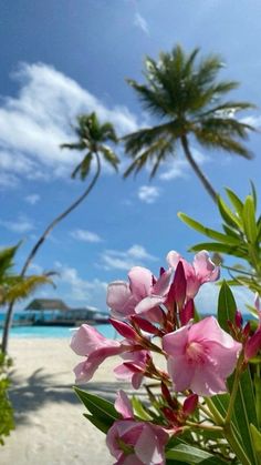 pink flowers on the beach with palm trees in the background