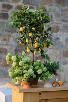 a potted lemon tree sitting on top of a wooden table next to other plants