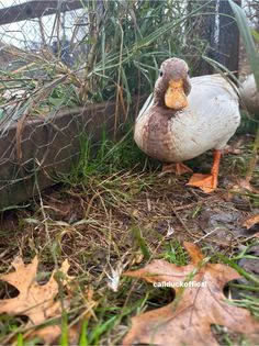 a duck that is standing in the grass