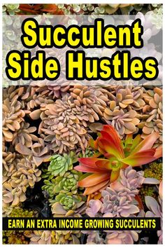 succulent side hustles earn extra income growing succulents in the garden