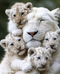 a group of white tiger cubs cuddle together in the middle of their mother's arms