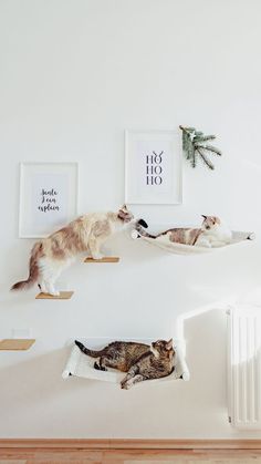 two cats playing with each other on the wall